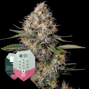Royal Queen Seeds Sundae Driver