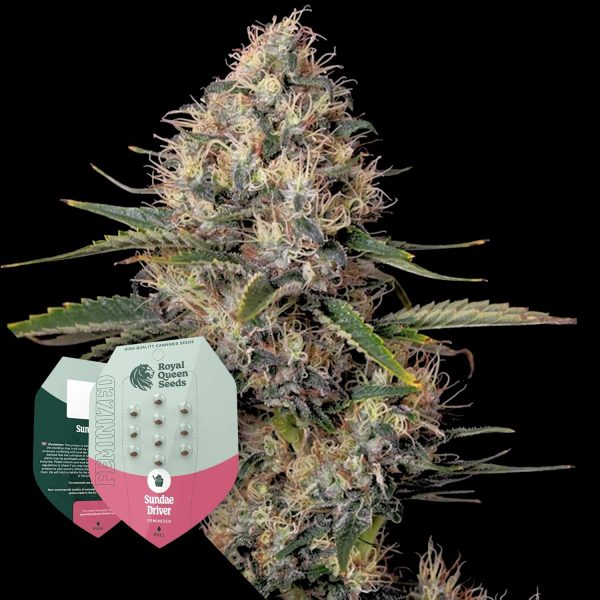 Royal Queen Seeds Sundae Driver