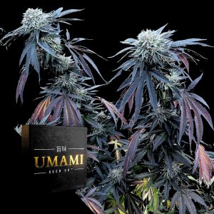 Sunset Lime Umami Seeds
