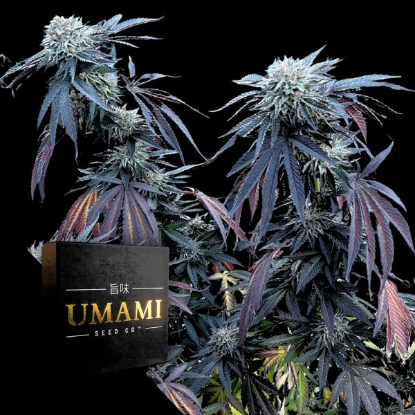 Umami Seeds Sunset Lime