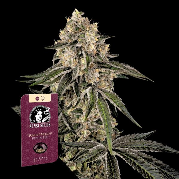 Sensi Seeds Sunset Peach