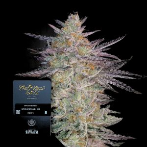 Super Banana Mango Green House Seeds