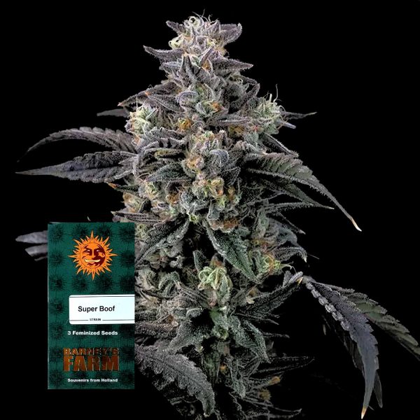 Barneys Farm Super Boof