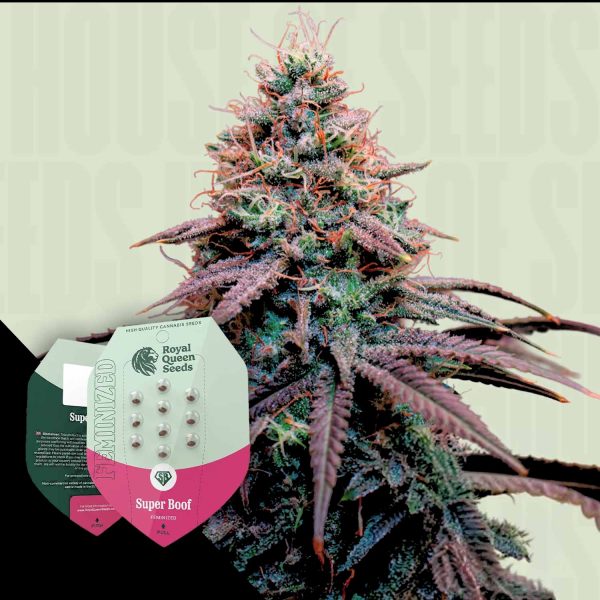 Royal Queen Seeds Super Boof