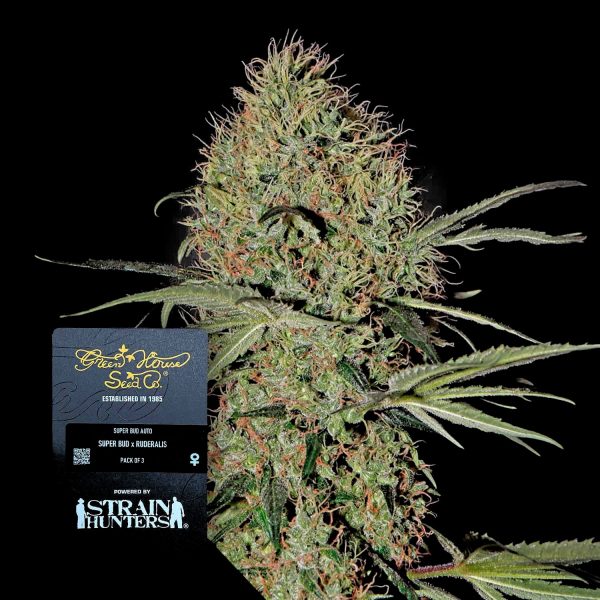 Green House Seeds Super Bud Auto