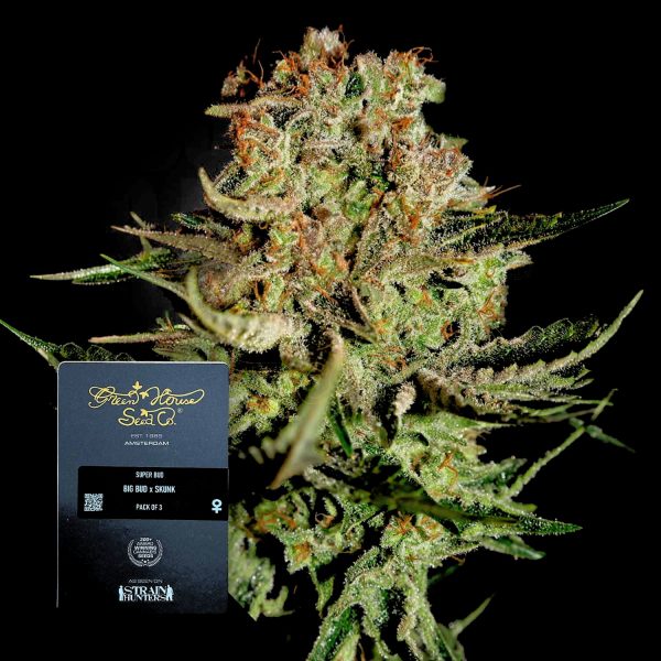 Green House Seeds Super Bud