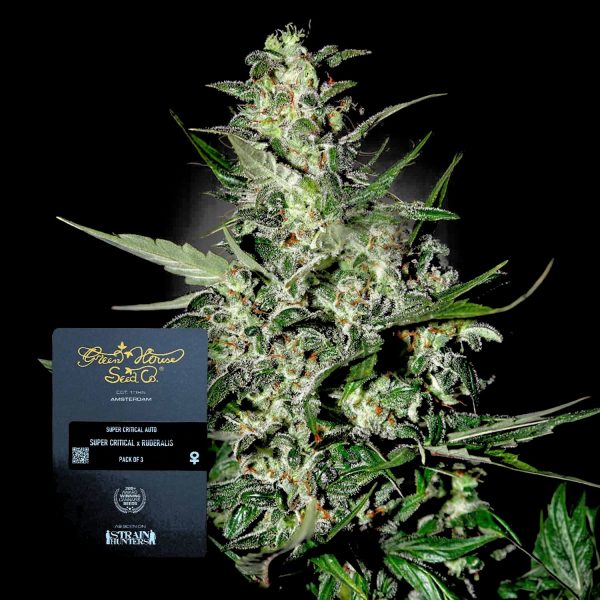 Green House Seeds Super Critical Auto