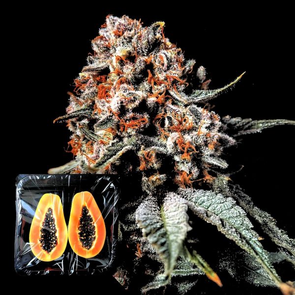 Nine Weeks Harvest Super Drip