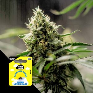 Super Lemon Haze Holy Hemp