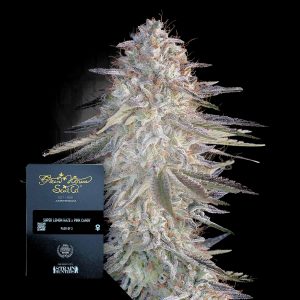 Super Lemon Haze X Pink Candy Green House Seeds