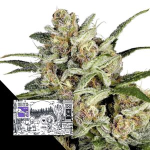 Super Mad Sky Floater Super Sativa Seed Club
