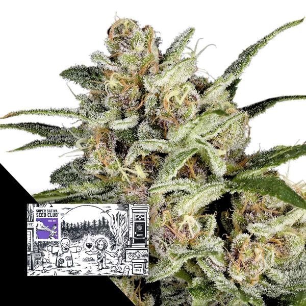 Super Sativa Seed Club Super Mad Sky Floater