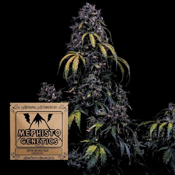 Mephisto Genetics Super Orange Haze Auto