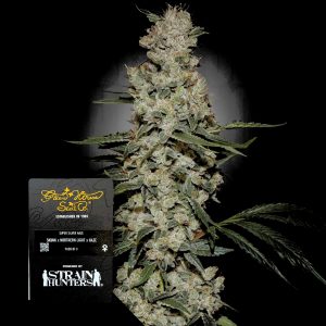 Super Silver Haze Green House Seeds