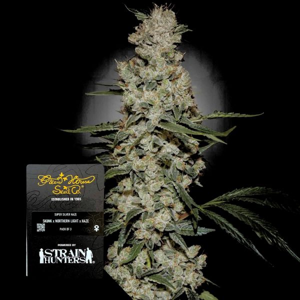 Green House Seeds Super Silver Haze
