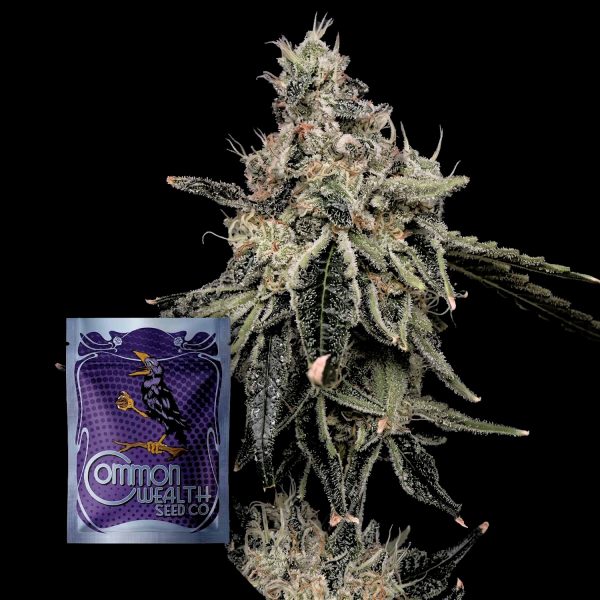 Common Wealth Seeds Co. Superberry