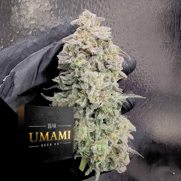 Umami Seeds Surf Wax