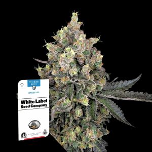 Sweet Berry Breeze Sensi Seeds