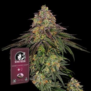 Sweet Cherry Kush Sensi Seeds