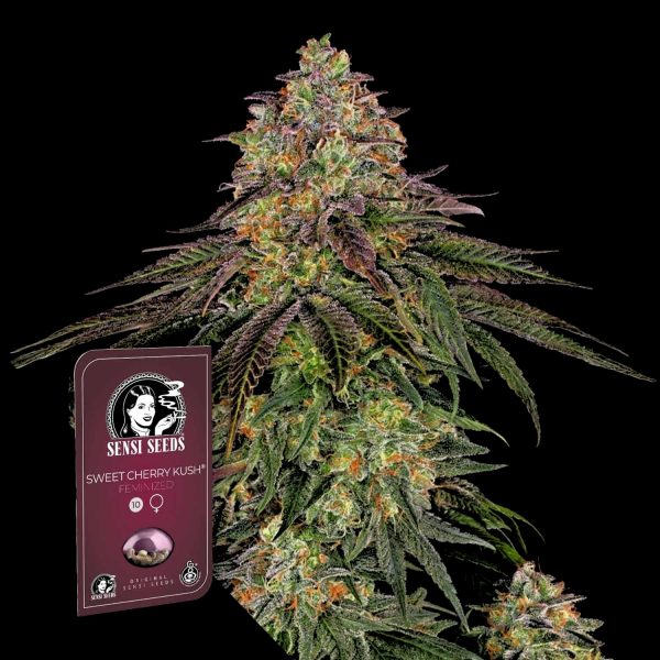 Sensi Seeds Sweet Cherry Kush