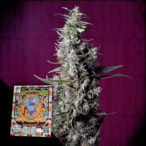 Sweet Cherry Pie Sweet Seeds