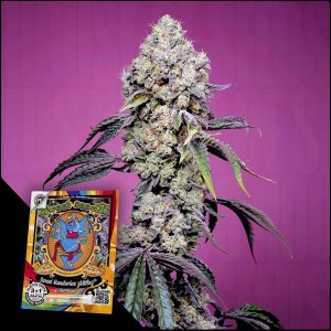 Sweet Mandarine Z F1 Sweet Seeds