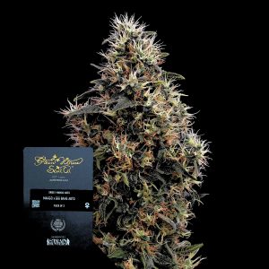 Sweet Mango Auto Green House Seeds