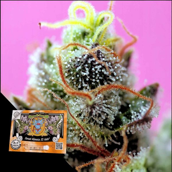 Sweet Seeds Sweet Mimosa XL Auto