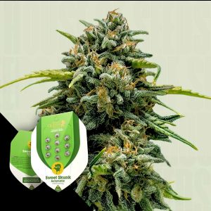 Sweet Skunk Auto Royal Queen Seeds