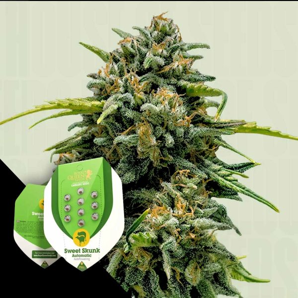 Royal Queen Seeds Sweet Skunk Auto