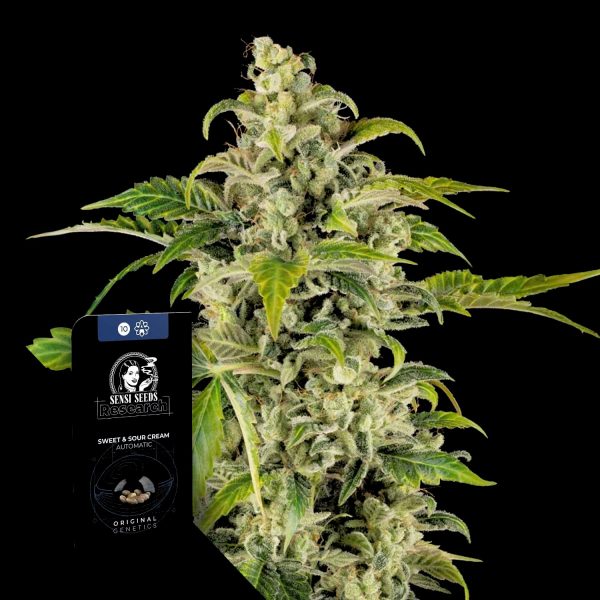 Sensi Seeds Sweet & Sour Cream Auto