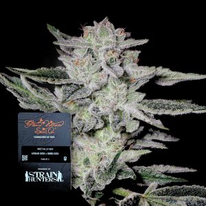 Sweet Valley Kush Green House Seeds