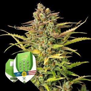 Sweet Zz Auto Royal Queen Seeds