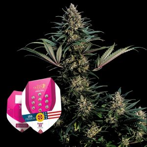 Sweet Zz Royal Queen Seeds