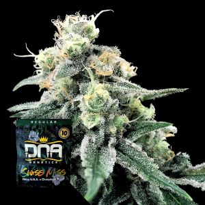 Swiss Miss Dna Genetics