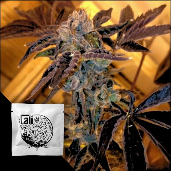 Cali Connection Tahoe OG Kush