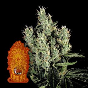 Tangerine Band Exotic Seeds