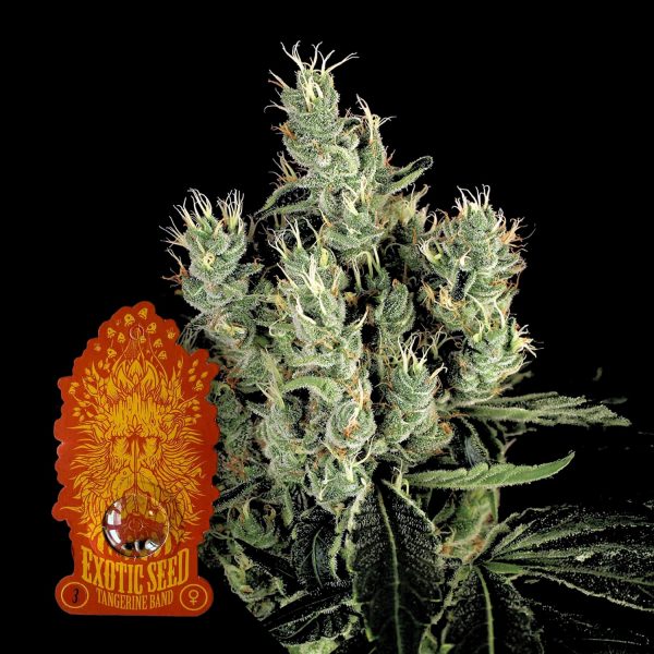 Exotic Seeds Tangerine Band