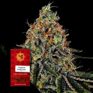 Tangerine Dream Auto Barneys Farm
