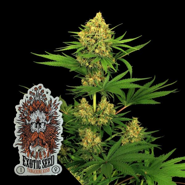 Exotic Seeds Tangerine Kush