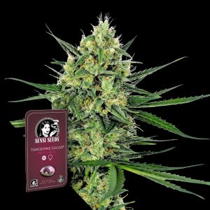 Tangerine Sugar Sensi Seeds