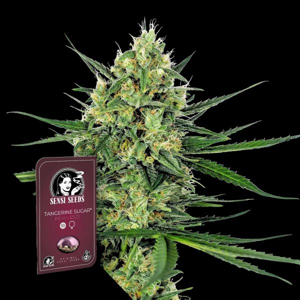 Sensi Seeds Tangerine Sugar