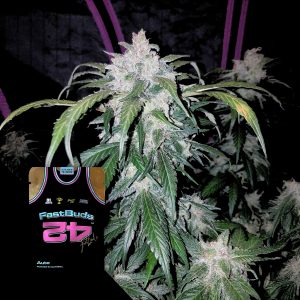 Tangie Auto 420 Fast Buds