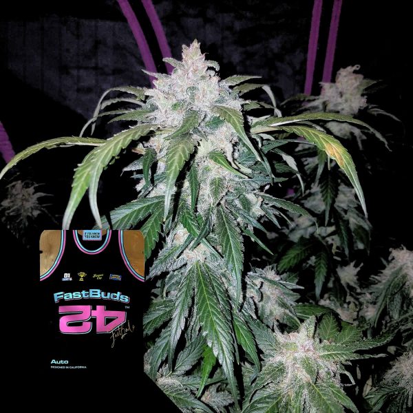 420 Fast Buds Tangie Auto