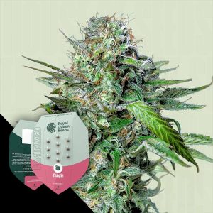 Royal Queen Seeds Tangie