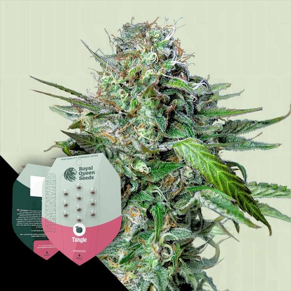 Royal Queen Seeds Tangie