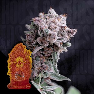 Tangie Smasher Auto Exotic Seeds