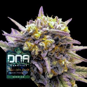 Tangilope Kush Dna Genetics
