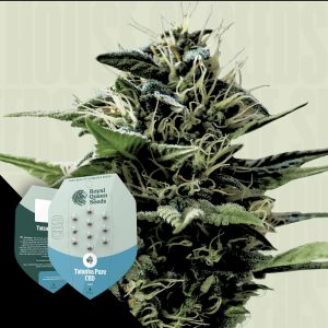 Tatanka Pure Cbd Royal Queen Seeds