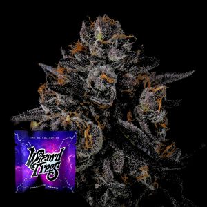 Tax Bracket Wizard Trees